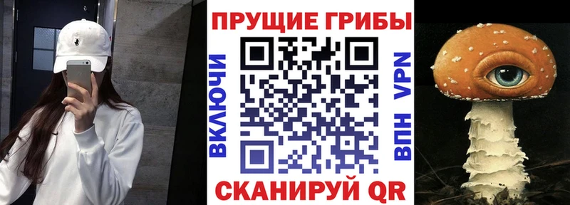 Псилоцибиновые грибы Psilocybine cubensis купить закладку Ясный
